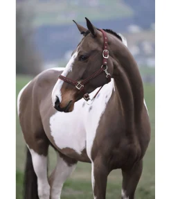 SHOWMASTER Licol Brilliant acajou