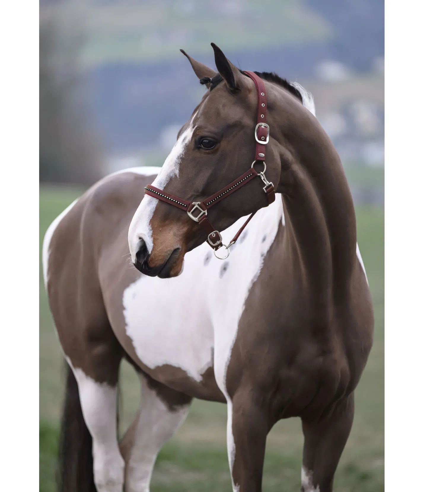 SHOWMASTER Licol Brilliant acajou