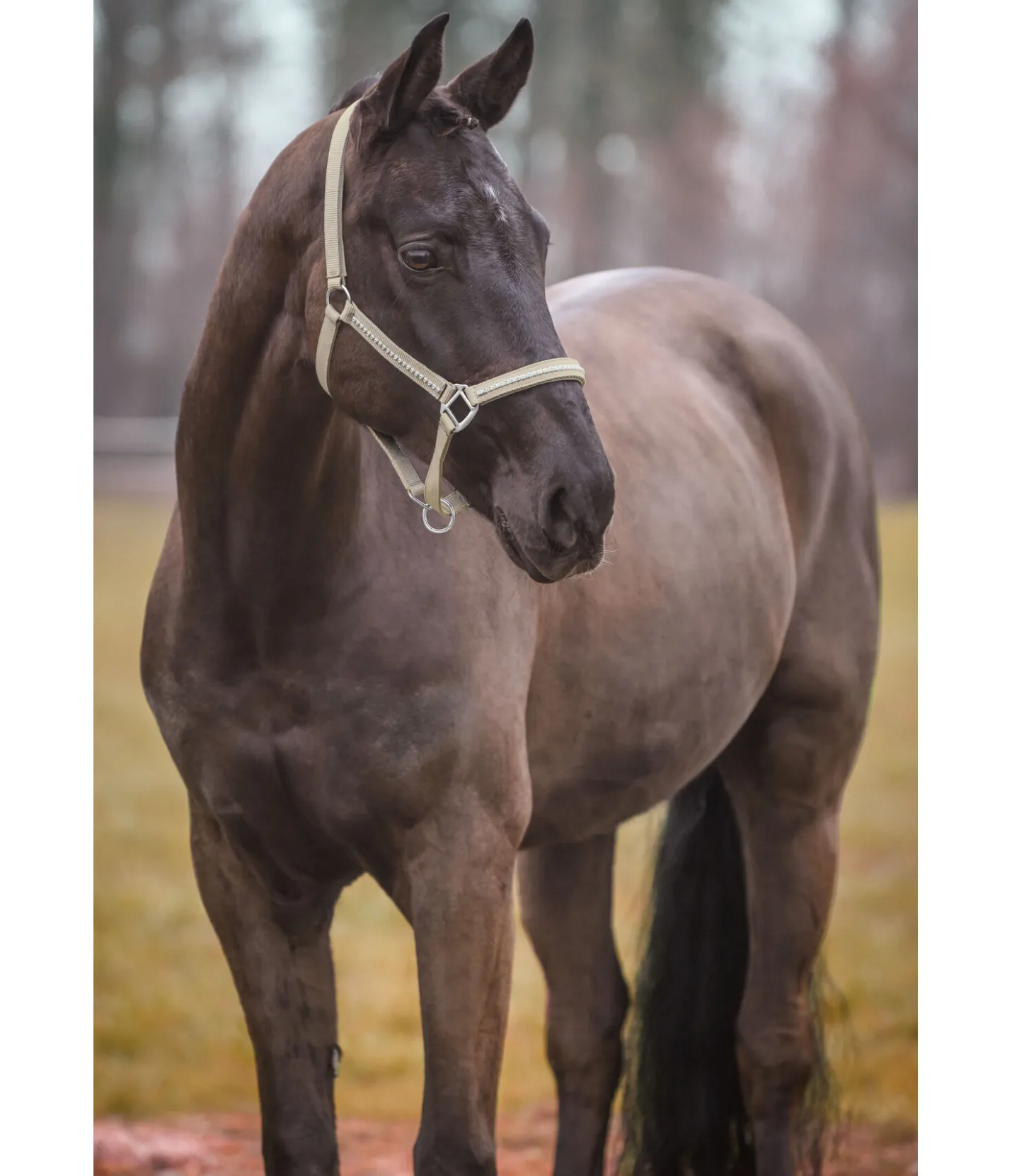 SHOWMASTER Licol Brilliant champagne Online