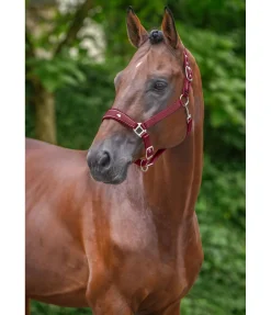 SHOWMASTER Licol Cloud bordeaux Hot