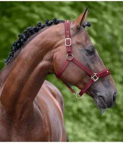 SHOWMASTER Licol Cloud bordeaux Hot