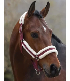 SHOWMASTER Licol Cosy mûron New