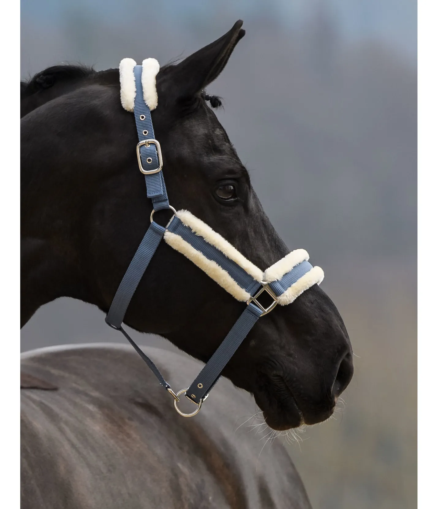 SHOWMASTER Licol Cosy bleu dauphin Discount