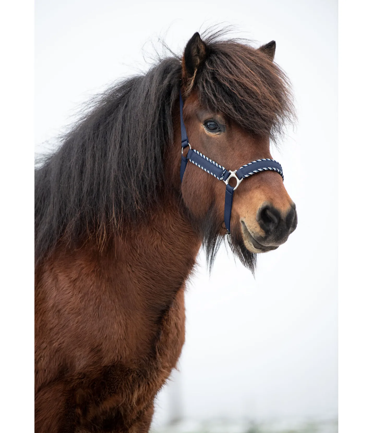 FENGUR Licol Dagur bleu nuit Discount