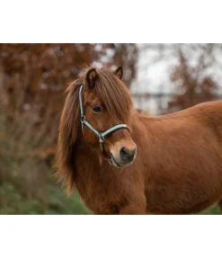 FENGUR Licol Floki vert foncé Sale