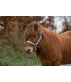 FENGUR Licol Kóngur bleu pastel Sale