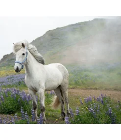 FENGUR Licol Kóngur bleu pastel Sale