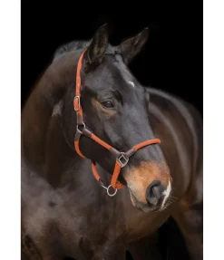 Felix Bühler Licol Meghan orange Clearance