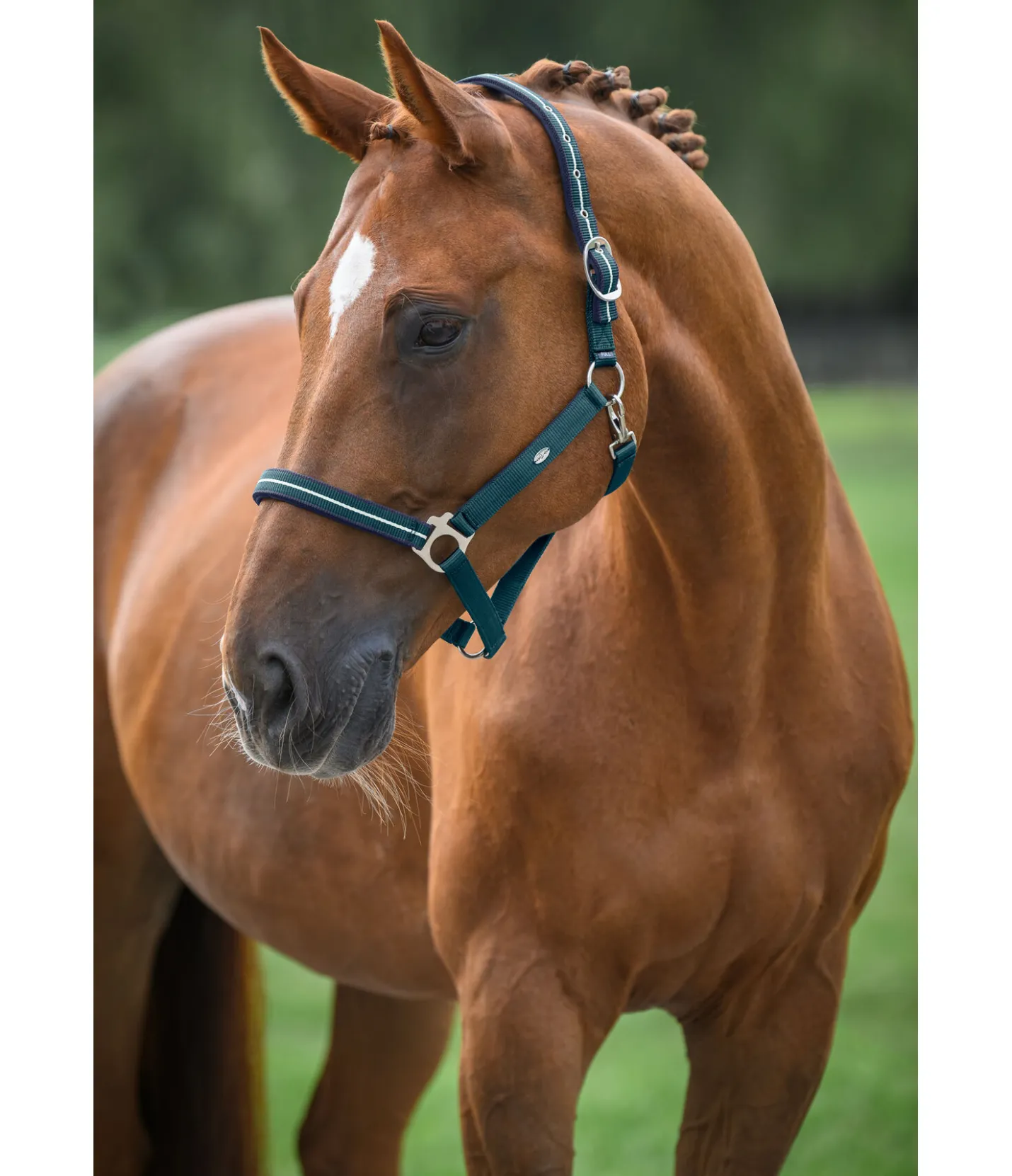 SHOWMASTER Licol Primary vert tropical Online