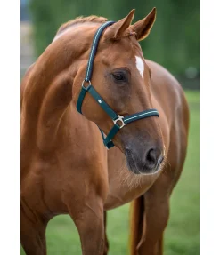 SHOWMASTER Licol Primary vert tropical Online