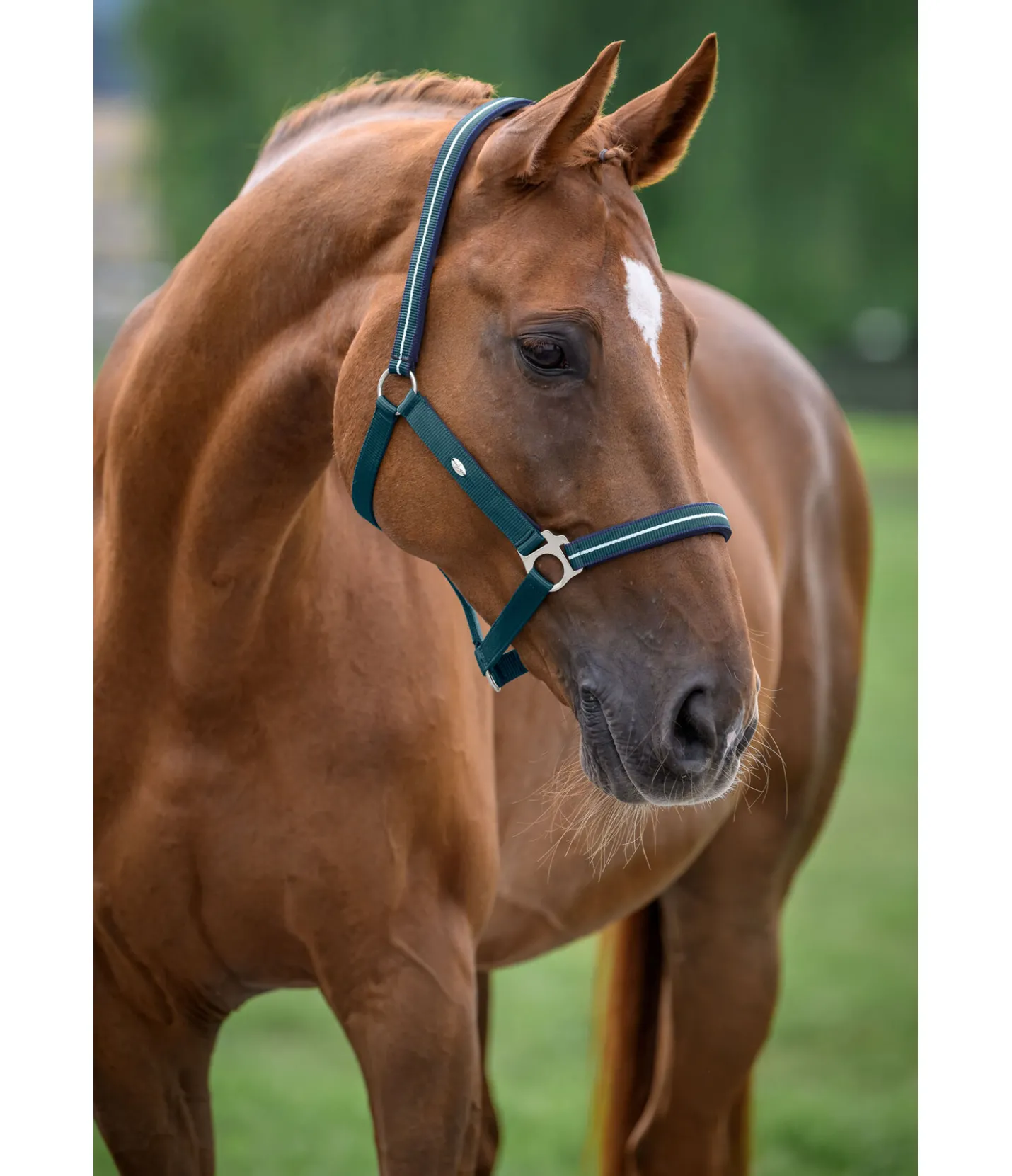 SHOWMASTER Licol Primary vert tropical Online