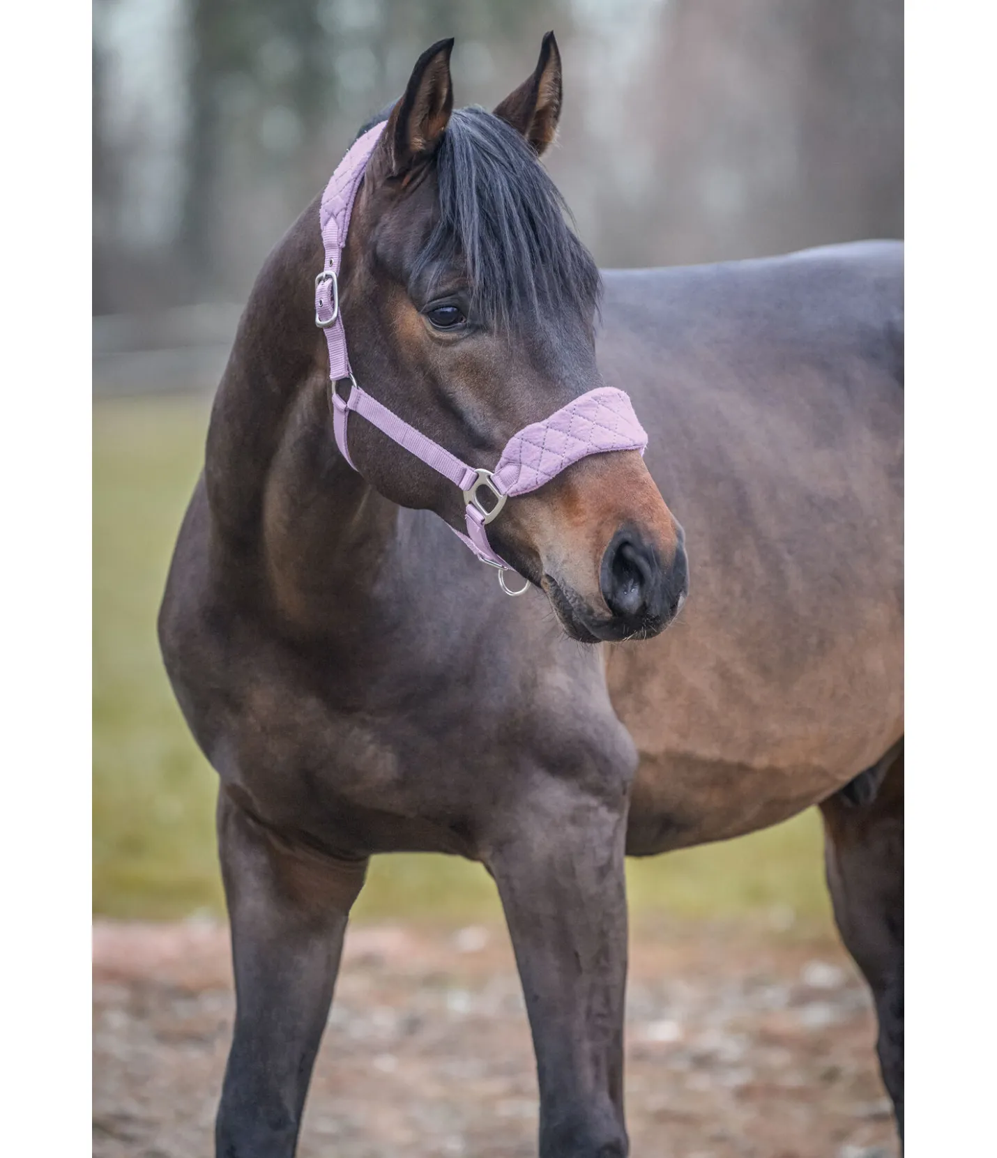 SHOWMASTER Licol Softy violet pâle Best