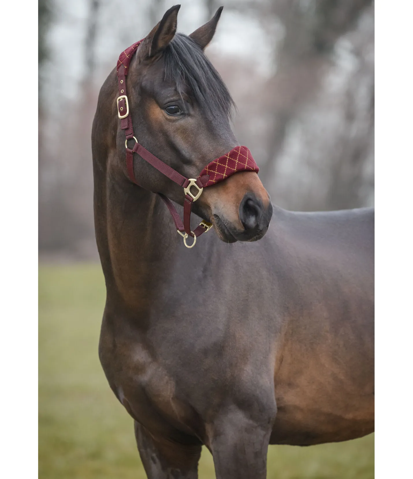 SHOWMASTER Licol Softy acajou Sale