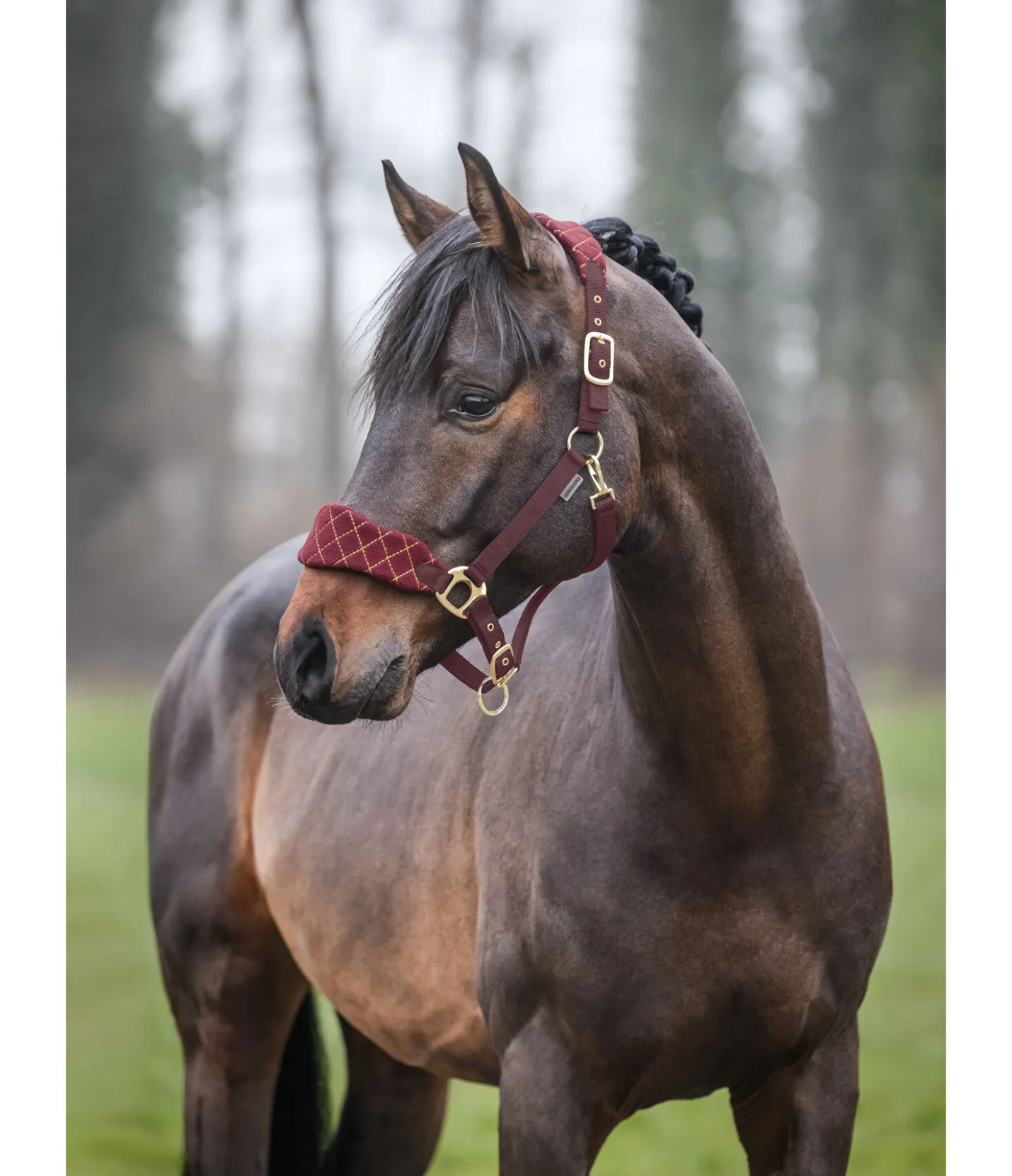 SHOWMASTER Licol Softy acajou Sale