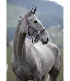 SHOWMASTER Licol Twinkle violet foncé Best