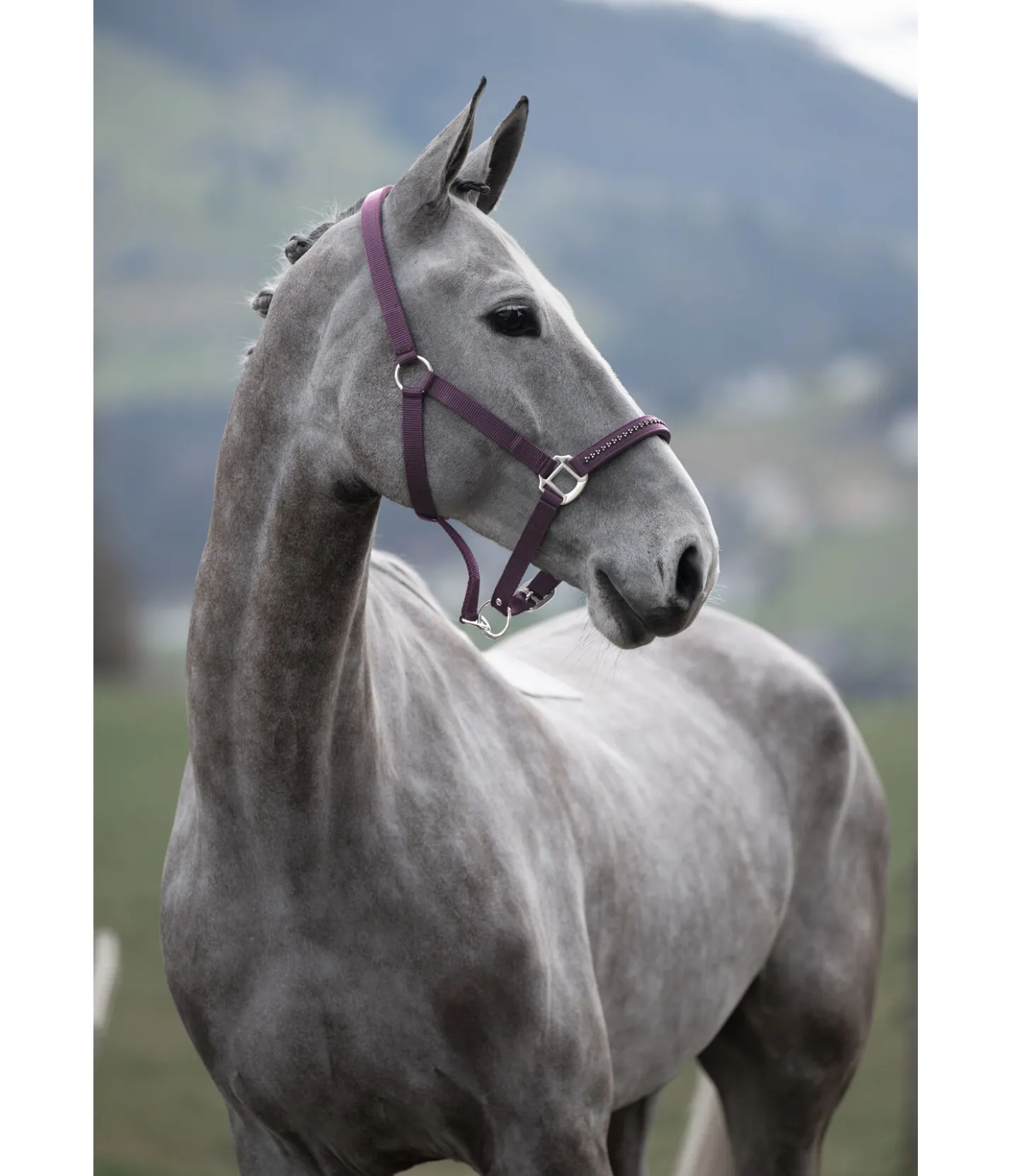 SHOWMASTER Licol Twinkle violet foncé Best