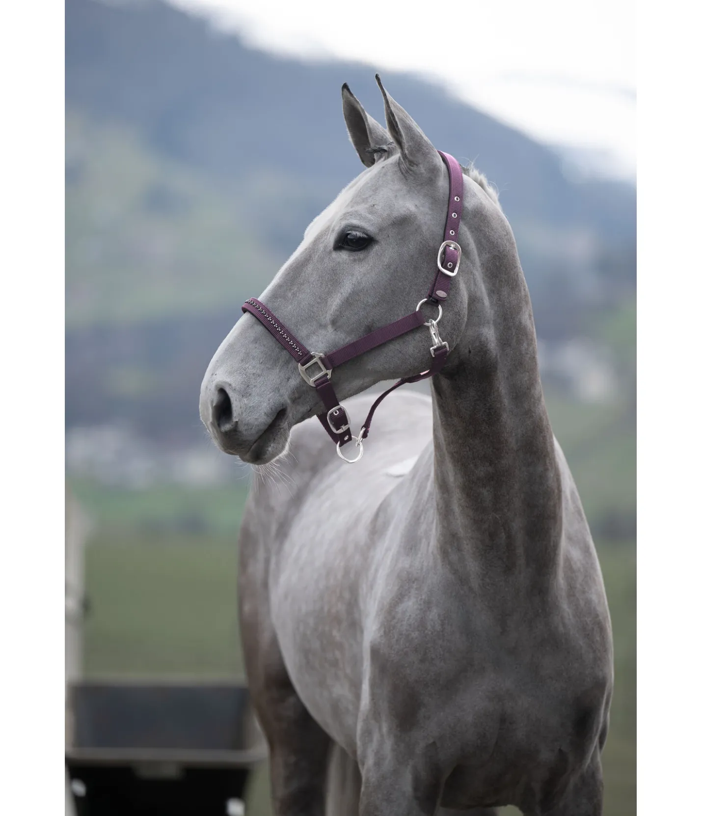 SHOWMASTER Licol Twinkle violet foncé Best