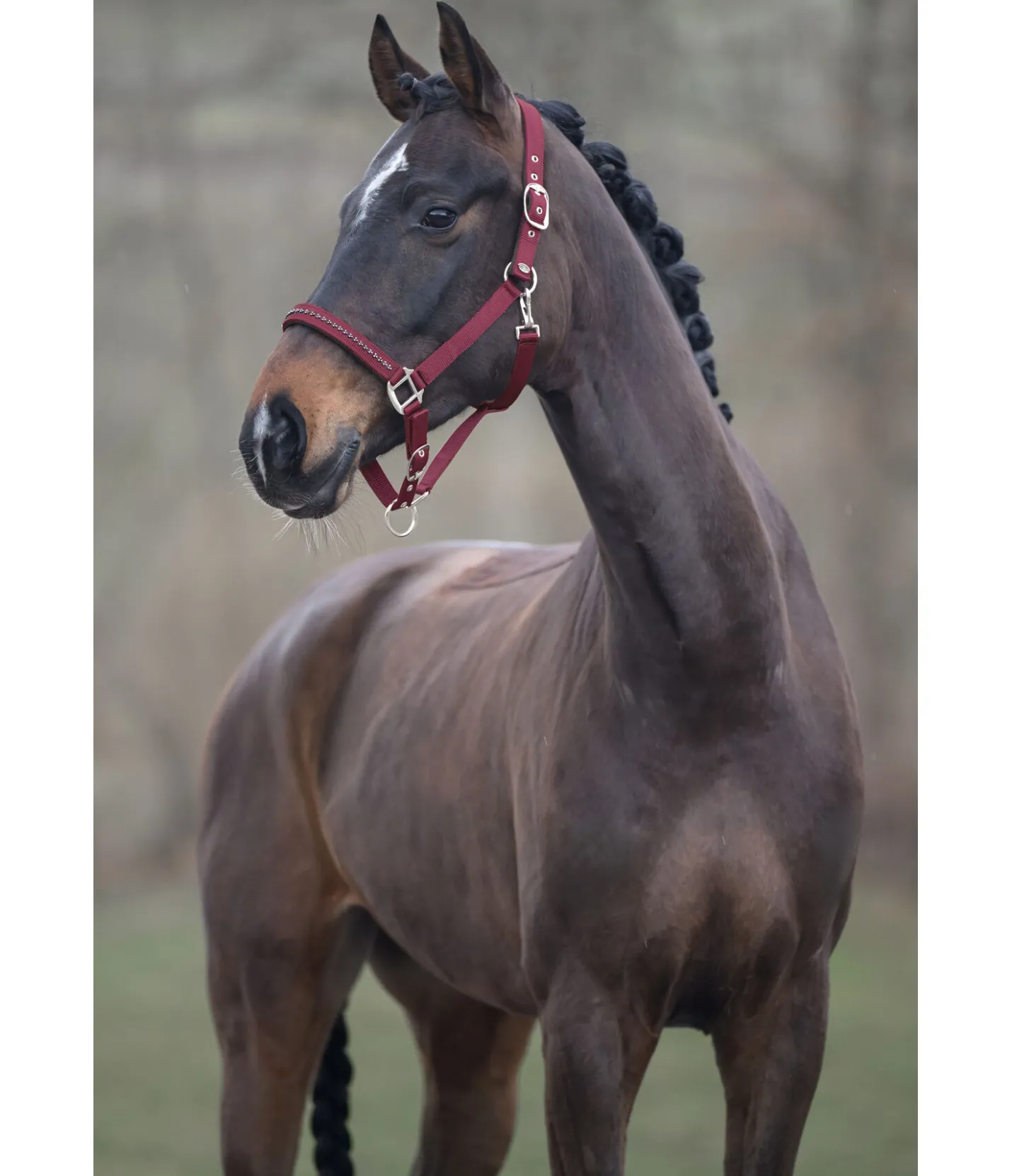 SHOWMASTER Licol Twinkle wild berry Best