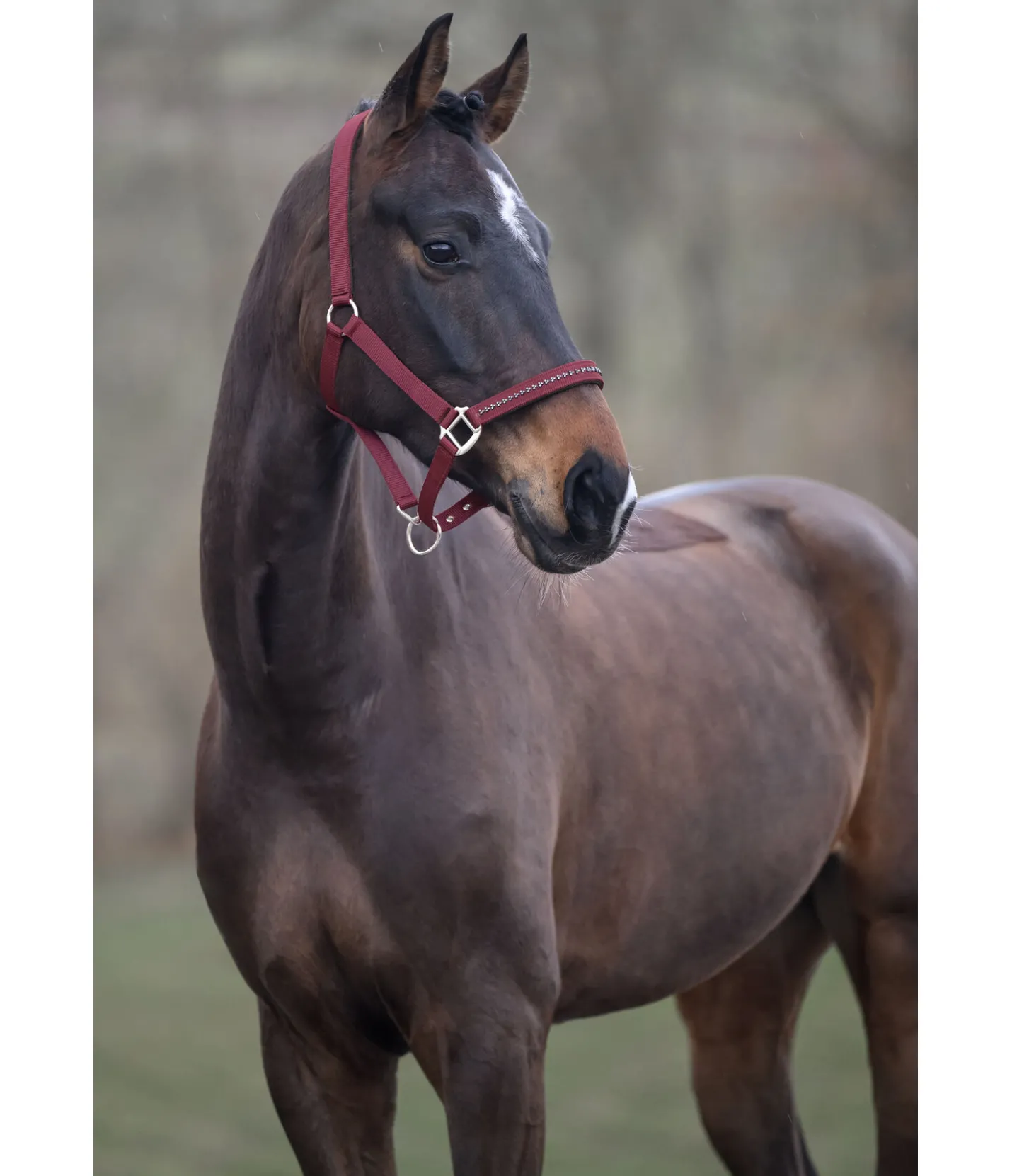 SHOWMASTER Licol Twinkle wild berry Best