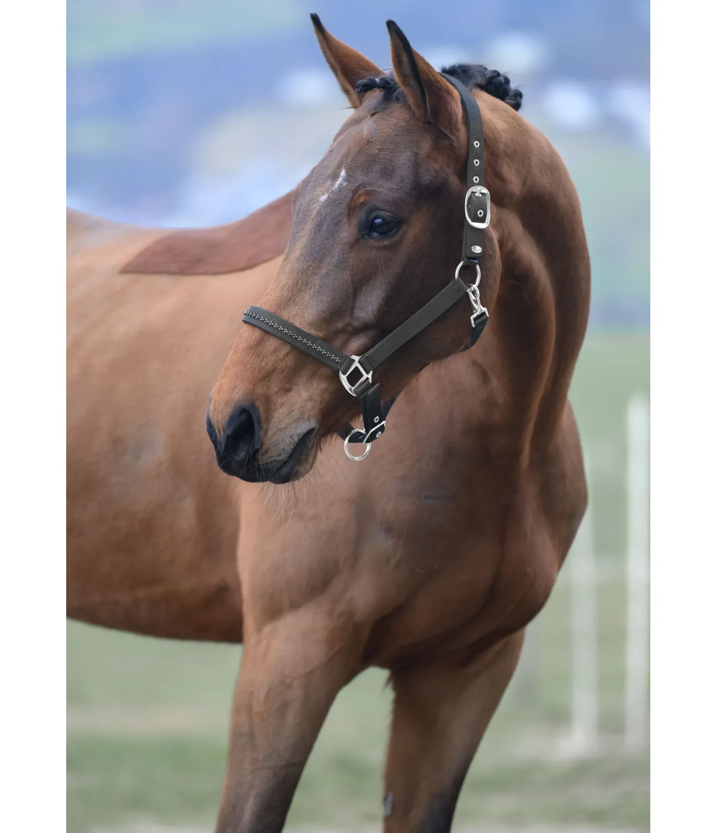 SHOWMASTER Licol Twinkle noir Online