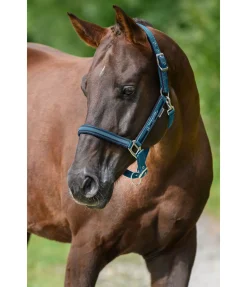 SHOWMASTER Licol Twotone turquoise foncé New