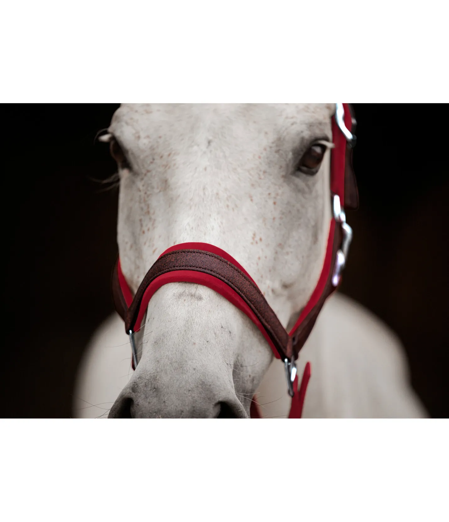 Felix Bühler Licol Velvet Twinkle mûron Sale