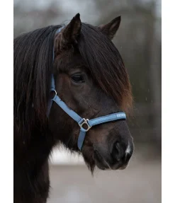 FENGUR Licol Viktor bleu dauphin