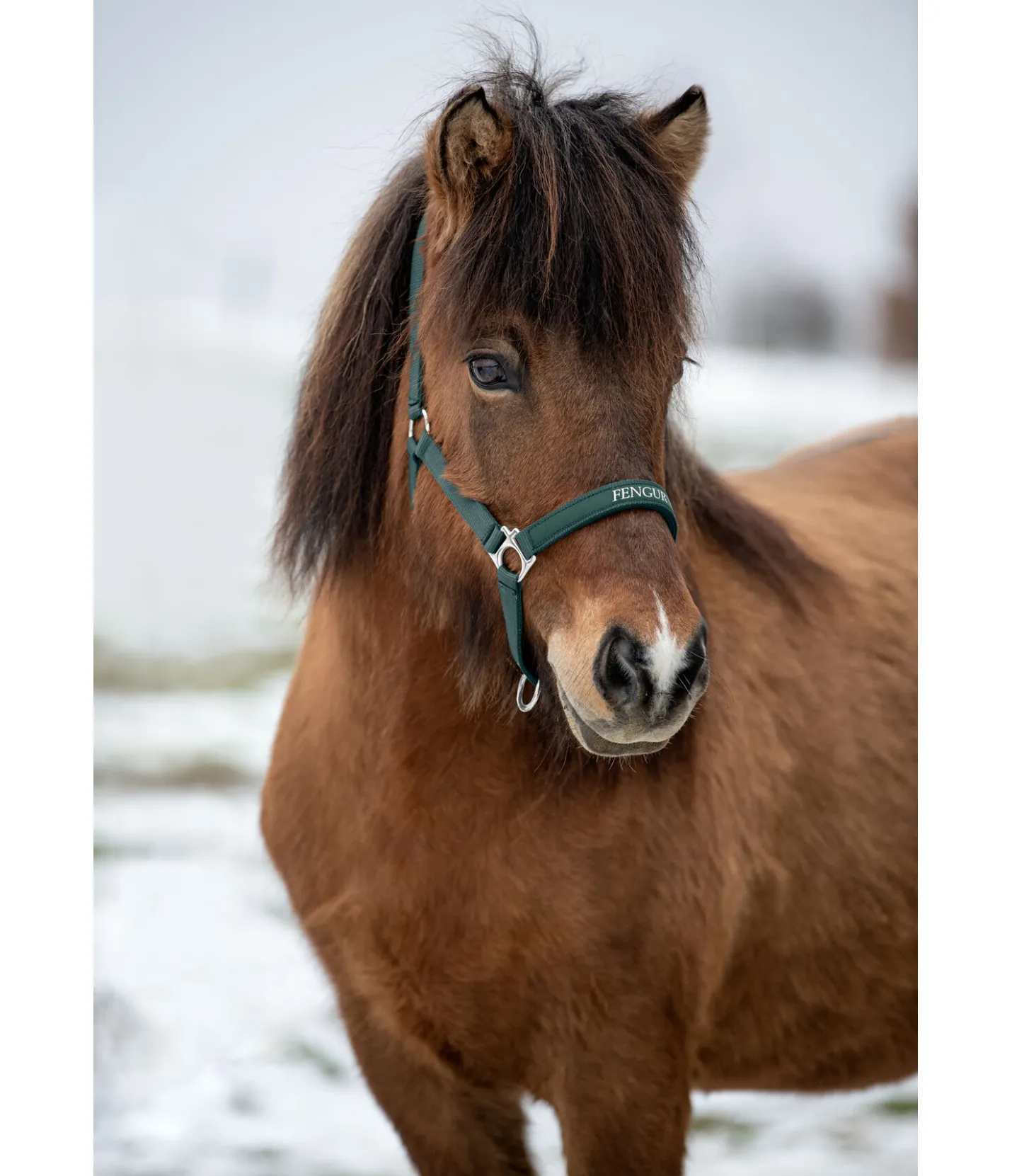 FENGUR Licol Viktor vert foncé Sale