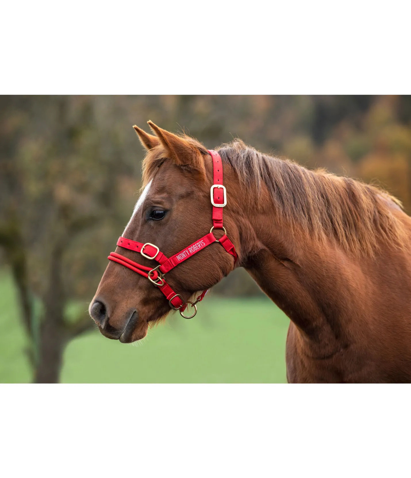 Monty Roberts Licol Dually rouge Best