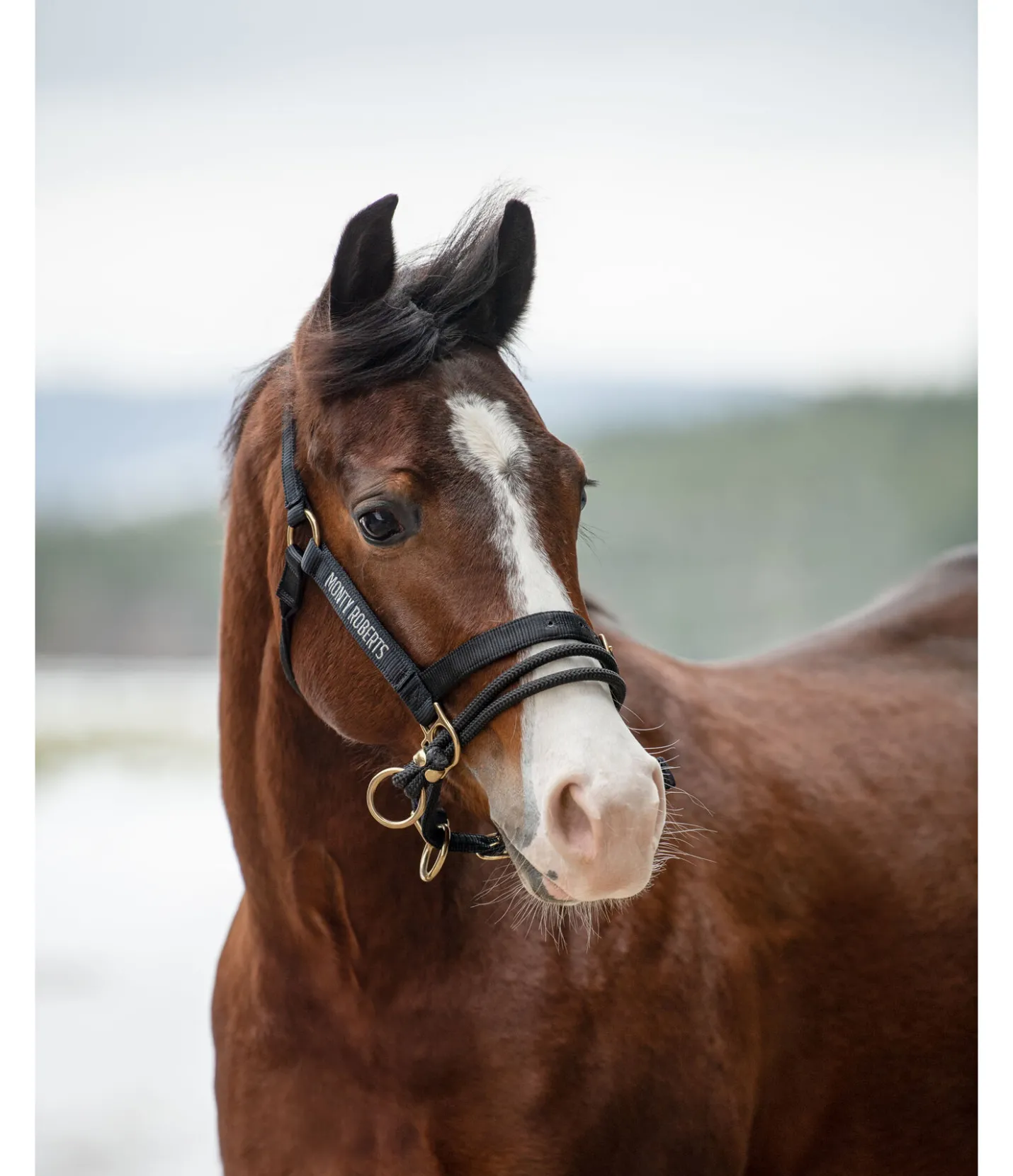 Monty Roberts Licol Dually noir New