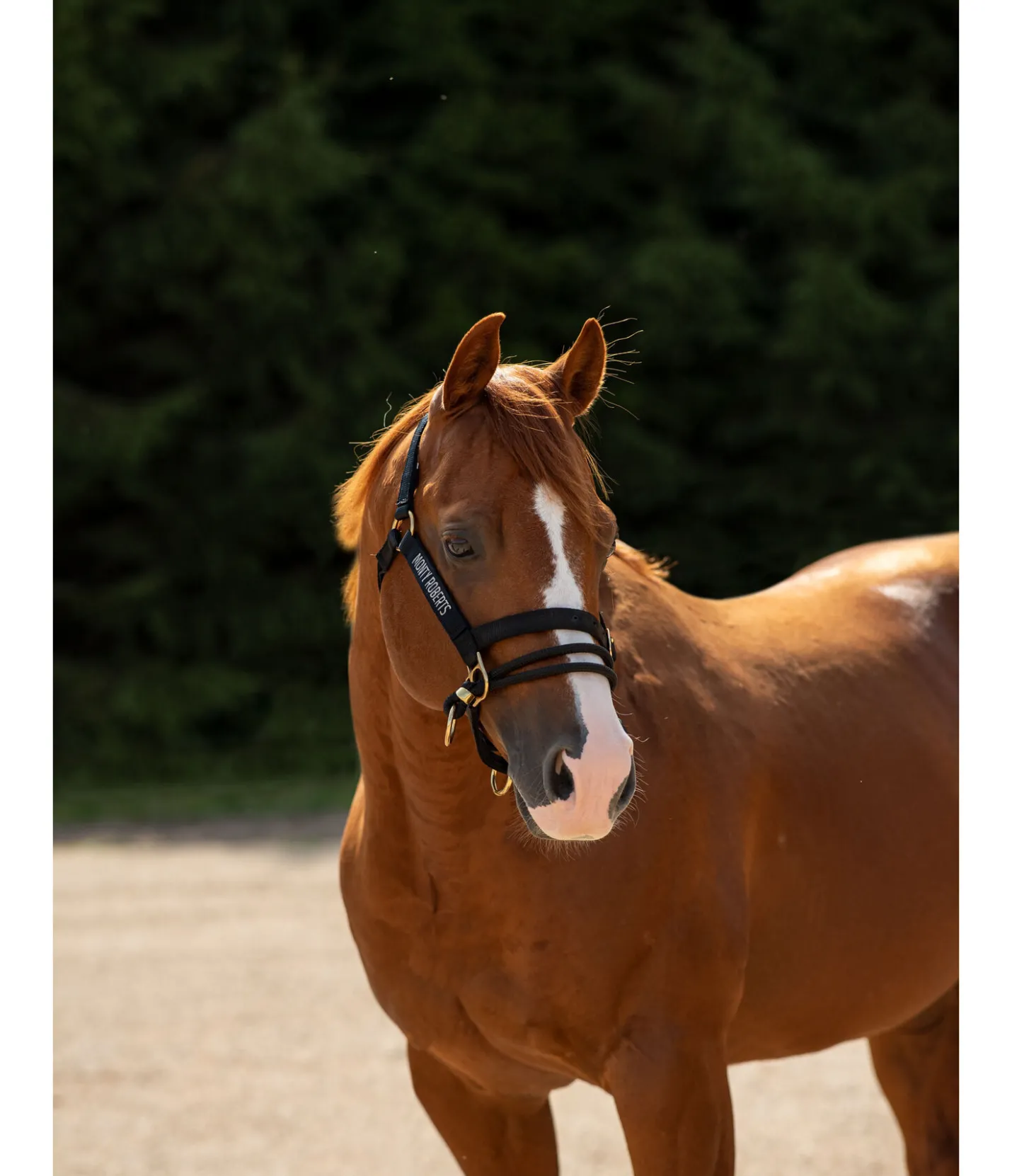 Monty Roberts Licol Dually noir New