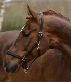SHOWMASTER Licol en cuir Siri marron foncé Sale
