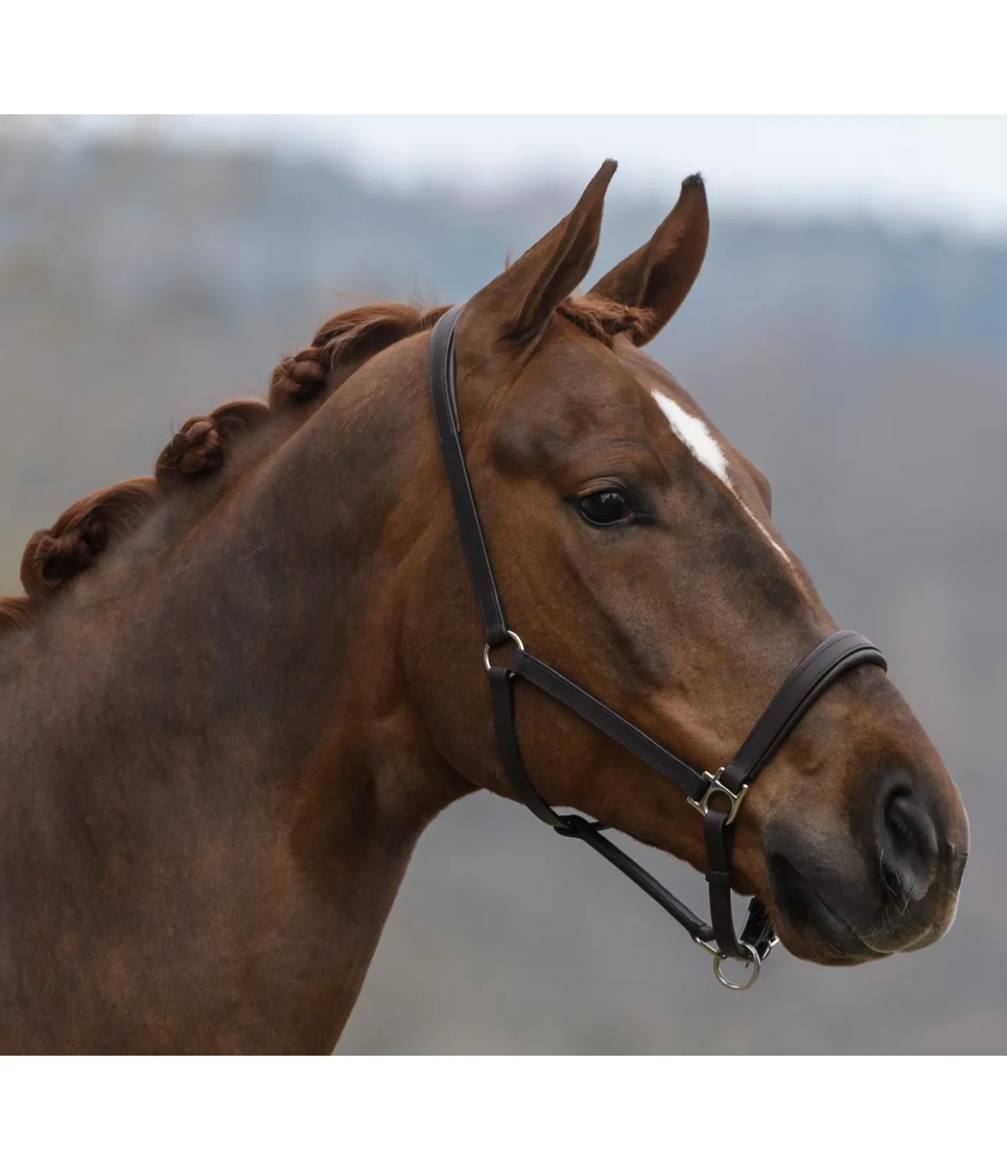 SHOWMASTER Licol en cuir Siri marron foncé Sale