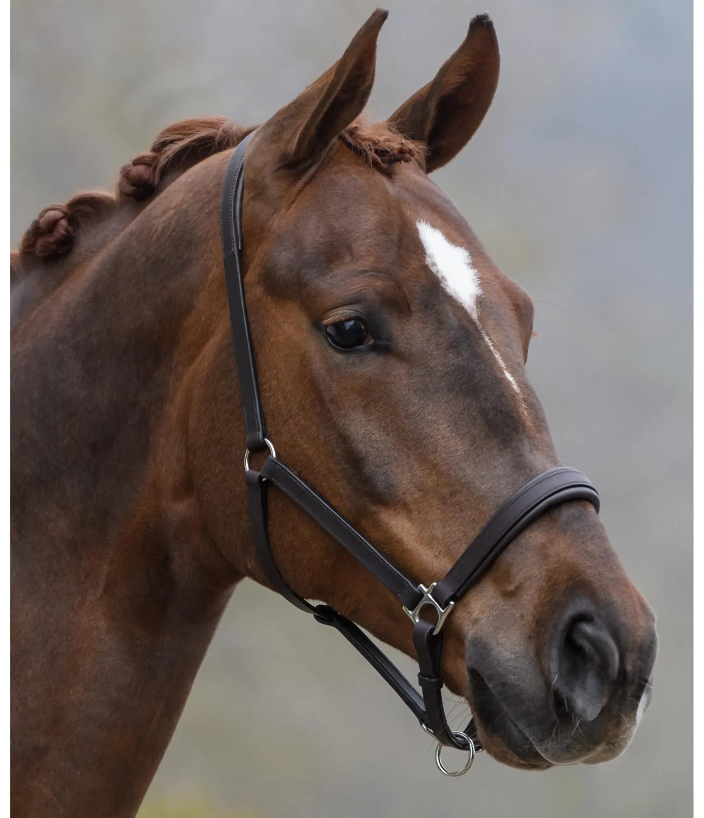 SHOWMASTER Licol en cuir Siri marron foncé Sale
