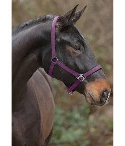 SHOWMASTER Licol en nylon à prix cassé II violet guimauve Outlet