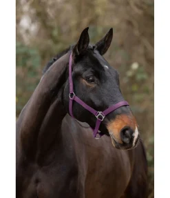 SHOWMASTER Licol en nylon à prix cassé violet guimauve Clearance