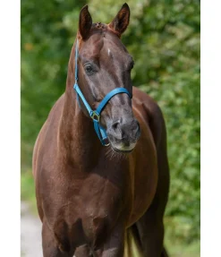 SHOWMASTER Licol en nylon à prix cassé turquoise foncé Clearance
