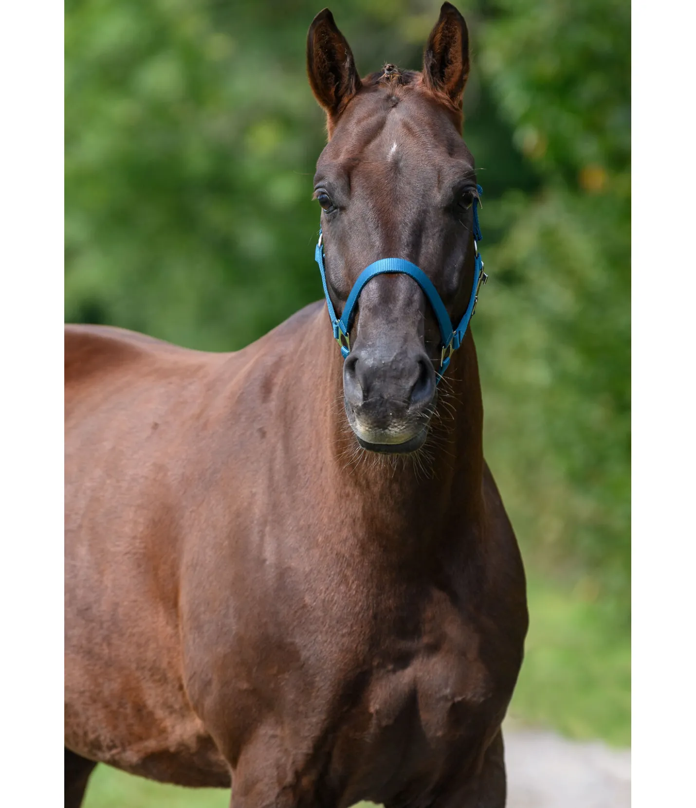 SHOWMASTER Licol en nylon à prix cassé turquoise foncé Clearance