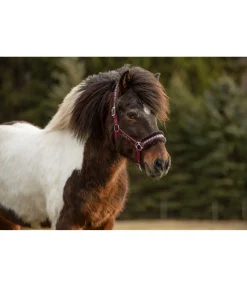 FENGUR Licol en polaire Teddy Norway Spirit cabernet Hot