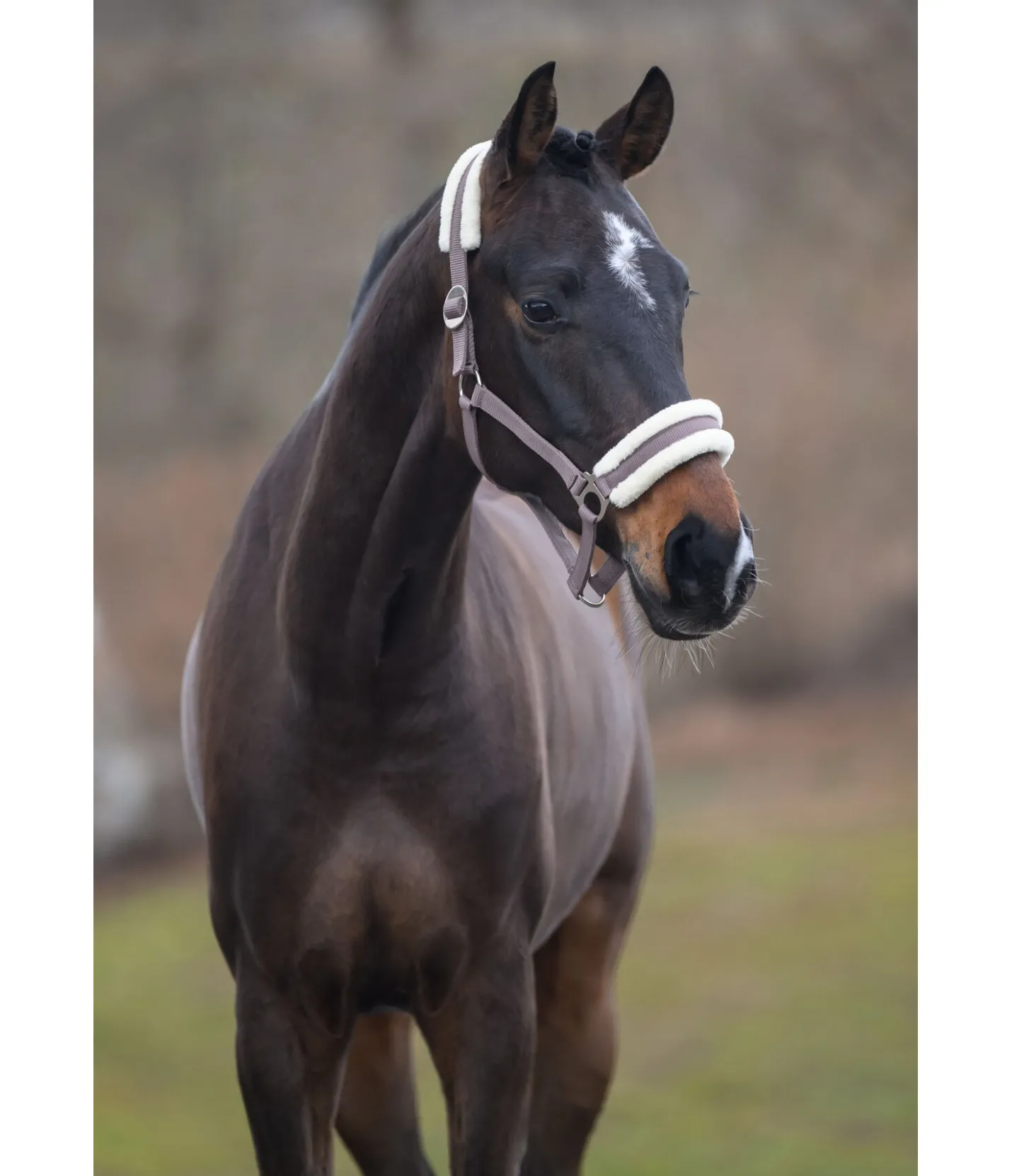 SHOWMASTER Licol en polaire Teddy à prix cassé III cannelle