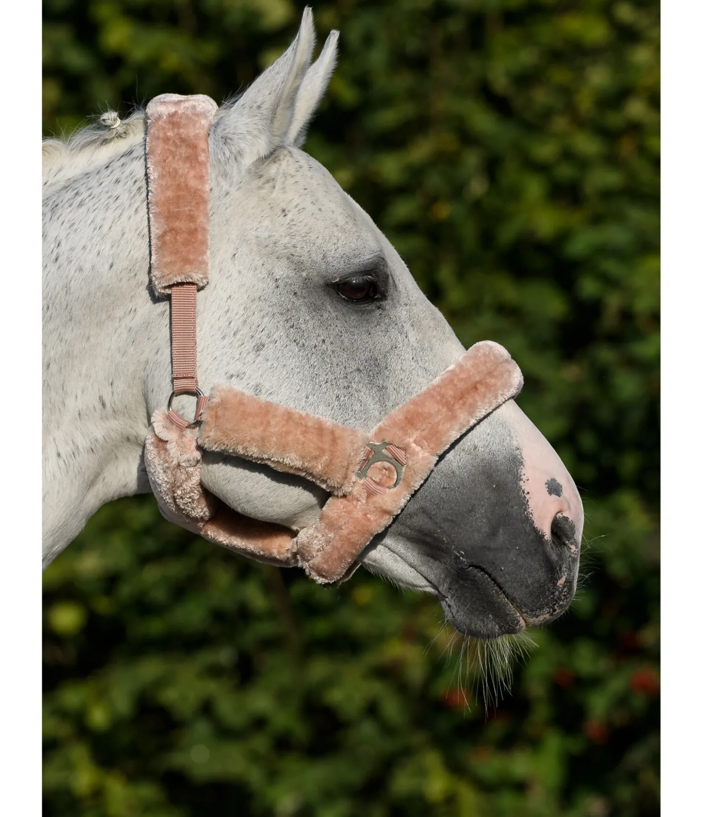SHOWMASTER Licol en polaire Teddy Protection chair Hot