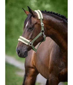 SHOWMASTER Licol en polaire Teddy à prix cassé III aloe vera Best