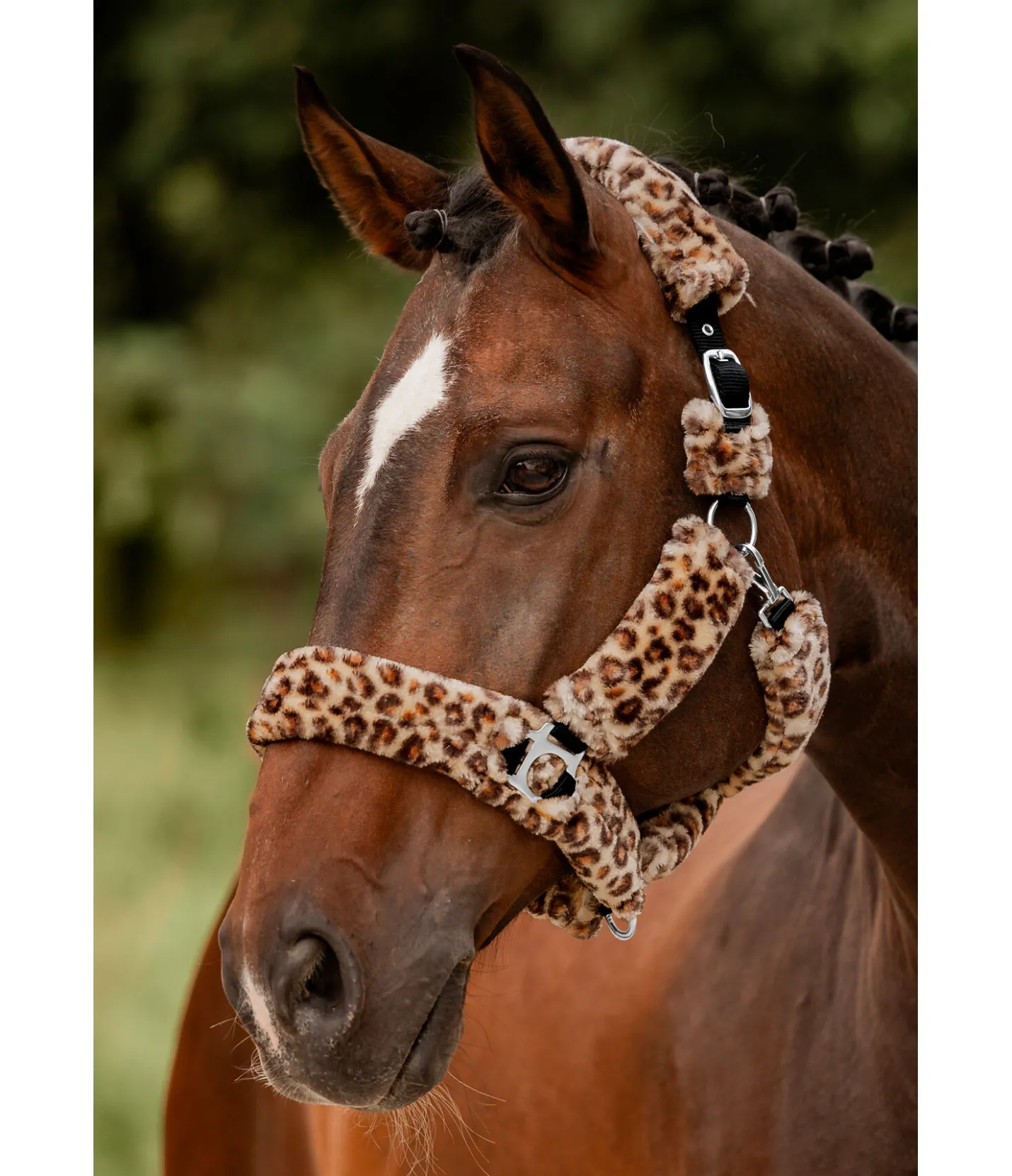 SHOWMASTER Licol en polaire Teddy Protection léo-brun Sale