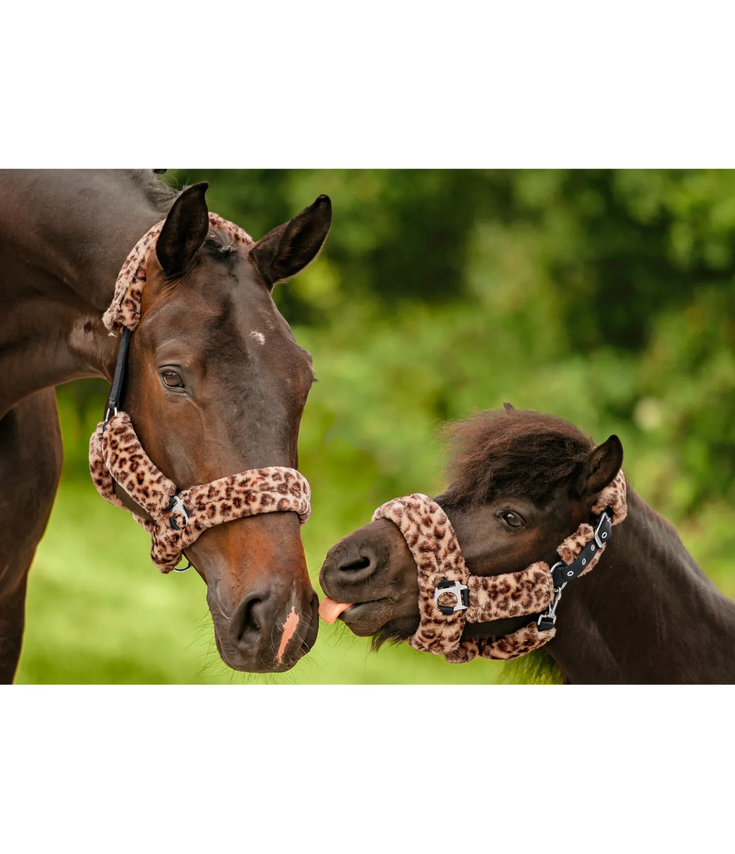 SHOWMASTER Licol en polaire Teddy Protection léo-brun Sale