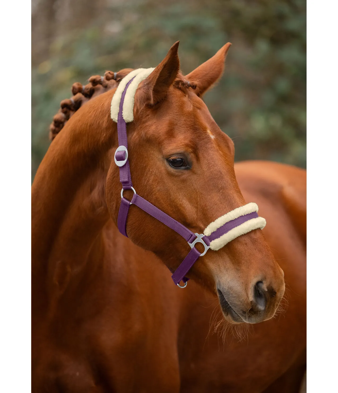 SHOWMASTER Licol en polaire Teddy à prix cassé III violet guimauve