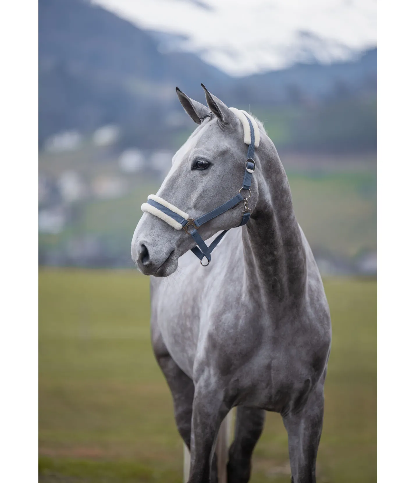 SHOWMASTER Licol en polaire Teddy à prix cassé III ciel nuageux Sale