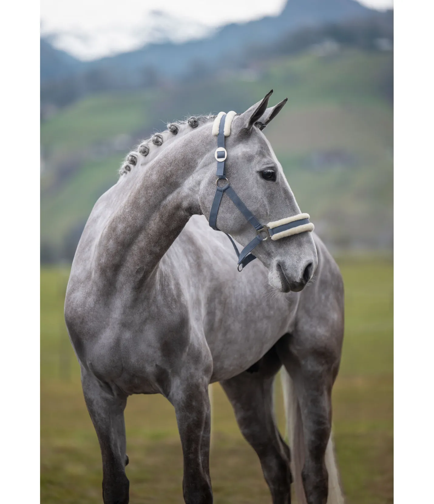 SHOWMASTER Licol en polaire Teddy à prix cassé III ciel nuageux Sale