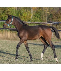 SHOWMASTER Licol poulain Darling vert d´eau Sale
