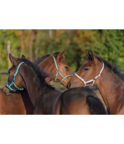 SHOWMASTER Licol poulain Darling vert d´eau Sale