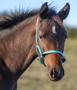 SHOWMASTER Licol poulain Darling vert d´eau Sale